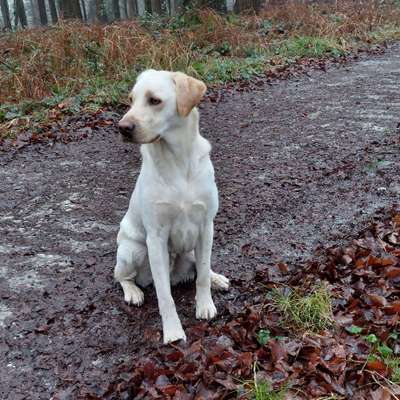 Hundetreffen-Dummyarbeit Anfänger