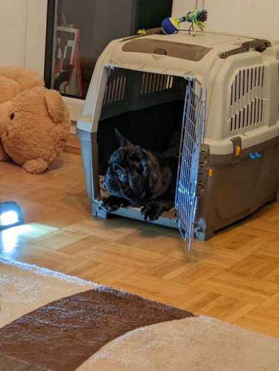 Welpen Bilder !-Beitrag-Bild