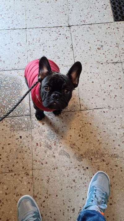 Dogorama Photo Challenge - Hundeblick zum hinschmelzen-Beitrag-Bild