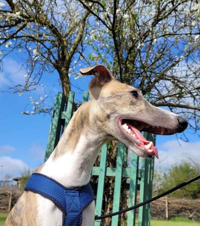 Fotochallenge No. 26                                     Wald und Wiese-Beitrag-Bild