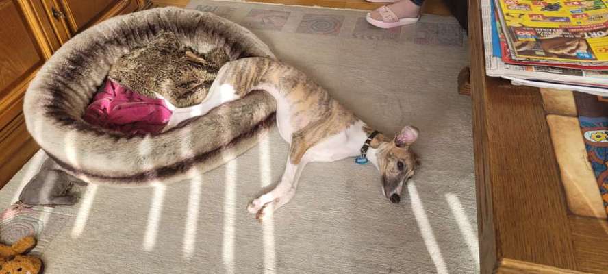 CHALLENGE NR. 34 - Liege-/Schlafpositionen-Beitrag-Bild