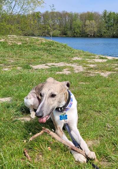 Dogorama-Monats-Challenge-Mai "Wasser"-Beitrag-Bild