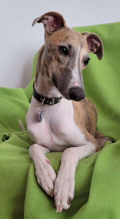 Windhunde - Treffen der besonderen Schönheiten
HERZLICH WILLKOMMEN-Beitrag-Bild