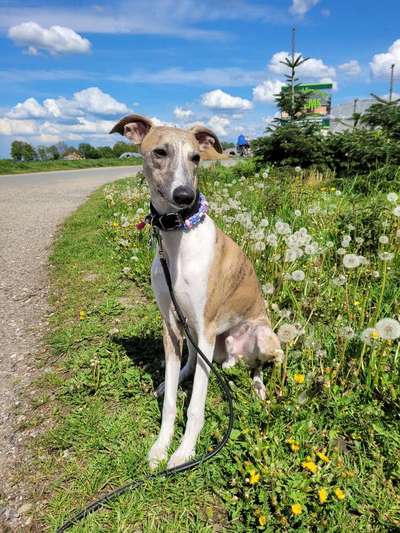 Dogorama Photo Challenge - Der Frühling kommt-Beitrag-Bild