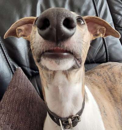 Die Dogorama Kalender Challenge 4/4-Beitrag-Bild