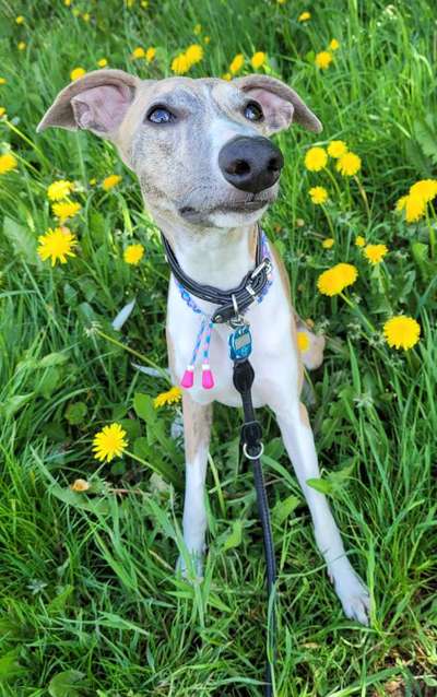 Windhunde - Treffen der besonderen Schönheiten
HERZLICH WILLKOMMEN-Beitrag-Bild