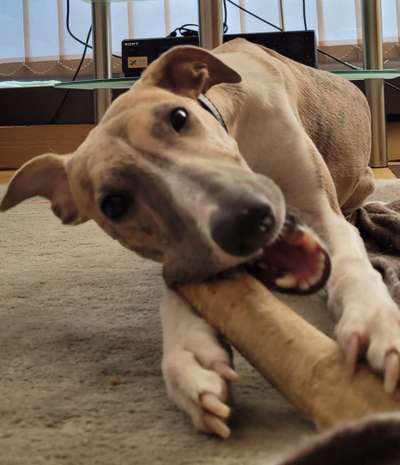 Windhunde - Treffen der besonderen Schönheiten
HERZLICH WILLKOMMEN-Beitrag-Bild