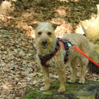 Hundetreffen-Ich suche nette Spielkameraden und Wanderfreunde 🐕🦮🐕‍🦺🐩-Bild