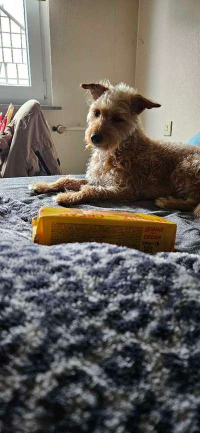 Foto-Challenge: Der unschuldige Hund:"Ich war's nicht!"-Beitrag-Bild