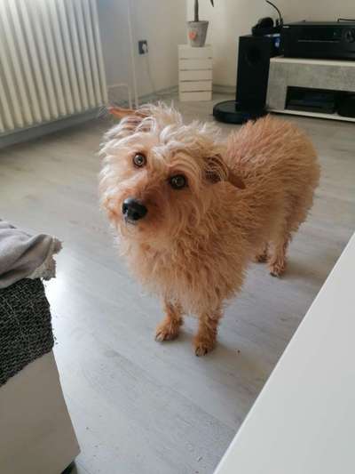 Jack Russel Terrier-Beitrag-Bild