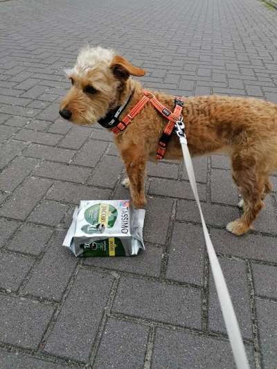 Dogorama Photo Challenge - Hündische Haushaltshilfe-Beitrag-Bild