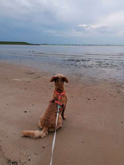 Dogorama Photo Challenge - Urlaubsziele-Beitrag-Bild