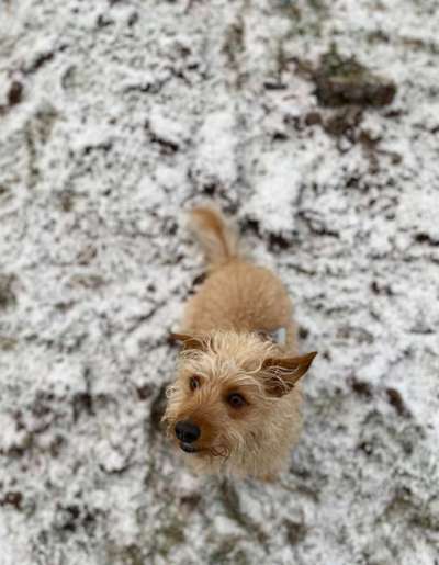 Foto Challenge Nr.: 114
Hunde im Schnee-Beitrag-Bild