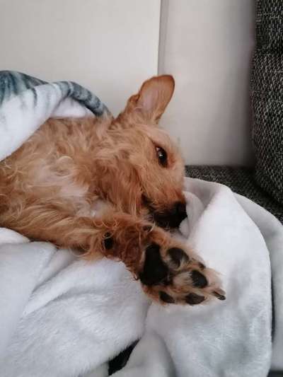 Hands,äh Pfoten up in the Air-Beitrag-Bild