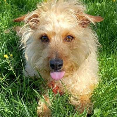Hundetreffen-Ich suche nette Spielkameraden und Wanderfreunde 🐕🦮🐕‍🦺🐩-Profilbild