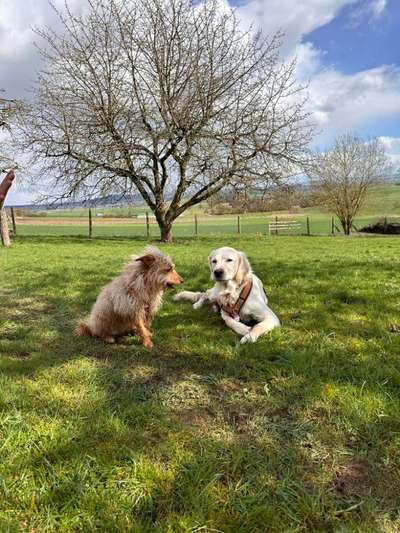 Fotowettbewerb : Hundekommunikation-Beitrag-Bild