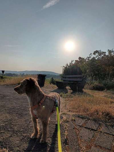 Handy Fotochallenge Nr. 52: Dein Hund mit blauem Himmel-Beitrag-Bild