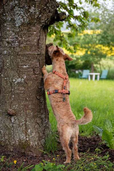 Handy Foto Challenge Nr. 49: Mein Freund der Baum-Beitrag-Bild