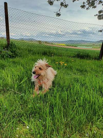 Dogorama Photo Challenge - Frühlingserwachen-Beitrag-Bild