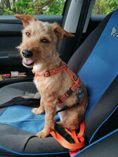 141. FOTO CHALLENGE 
Reisende soll man nicht aufhalten-Beitrag-Bild