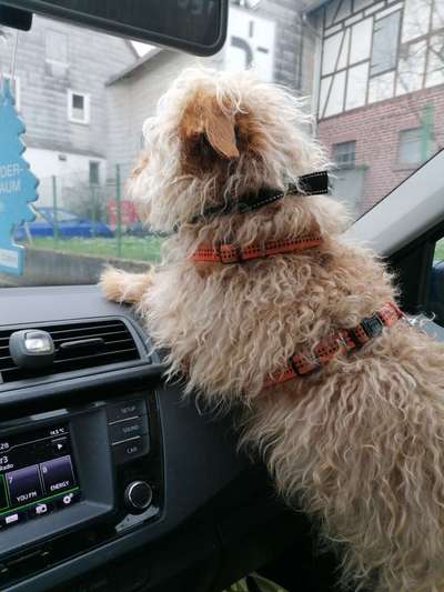 Dogorama Photo Challenge - Durchblick-Beitrag-Bild