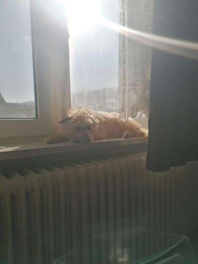 Foto Challenge 112 
ungewöhnliche Schlafplätze-Beitrag-Bild