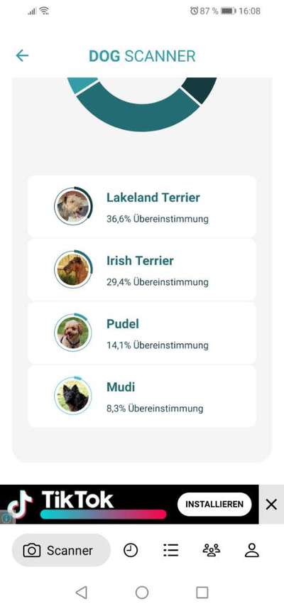 Mischlingshunde Foto Aufruf-Beitrag-Bild