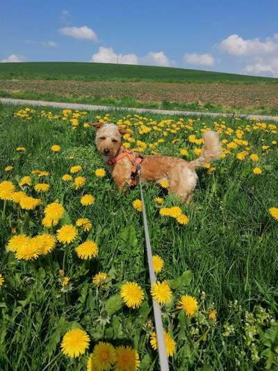 Dogorama Photo Challenge - die ersten Frühjahrsblumen-Beitrag-Bild