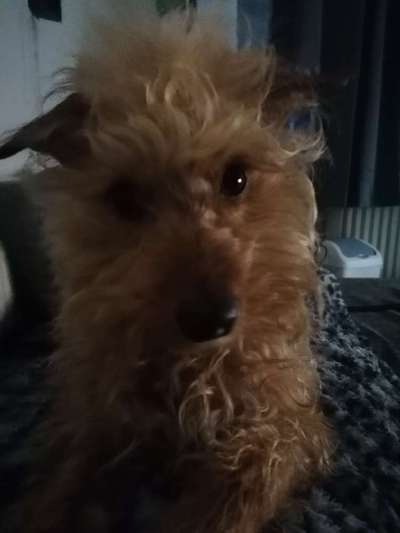 lustige Hunde Fotos-Beitrag-Bild