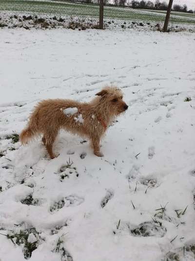 Dogorama Photo Challenge - Winterstimmung-Beitrag-Bild