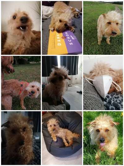 20. Collagen Challenge - "Lustige Schnappschüsse"-Beitrag-Bild