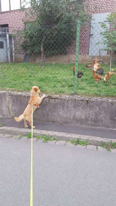 22. Collagen Challenge- Lebensfreude-Beitrag-Bild