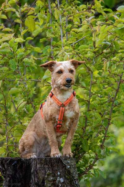 Dogorama Photo Challenge - TV Hund-Beitrag-Bild