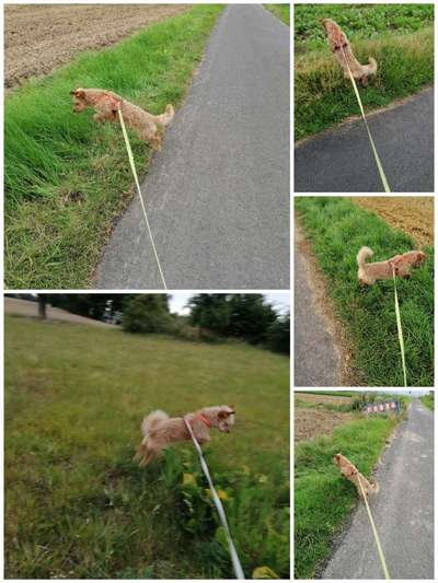 17. Collage Challenge / Springende Fellnasen-Beitrag-Bild