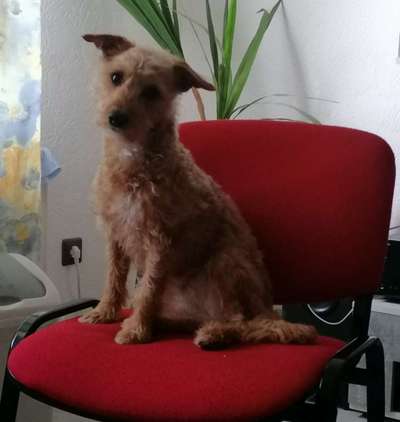 Jack Russel Terrier-Beitrag-Bild