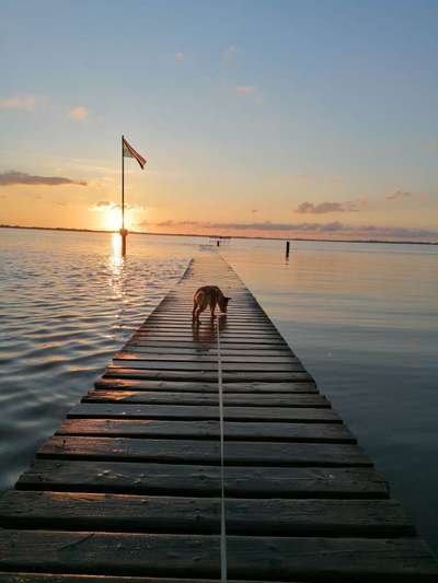 Sonnenaufgang mit Hund-Beitrag-Bild