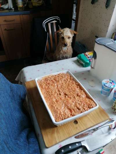 31. Handy - Fotochallenge
Vierbeiner mit am Tisch-Beitrag-Bild