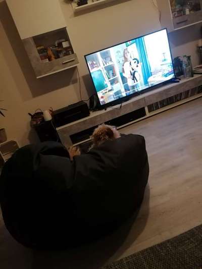 Dogorama Photo Challenge - Wir schauen fern (TV)-Beitrag-Bild