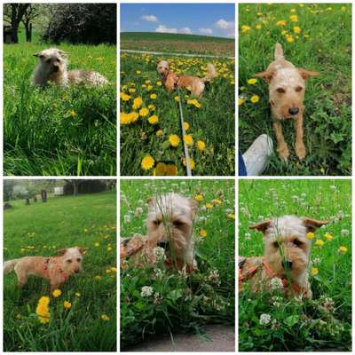 27. Collagen Challenge - Dein Hund mit Blume(n)-Beitrag-Bild