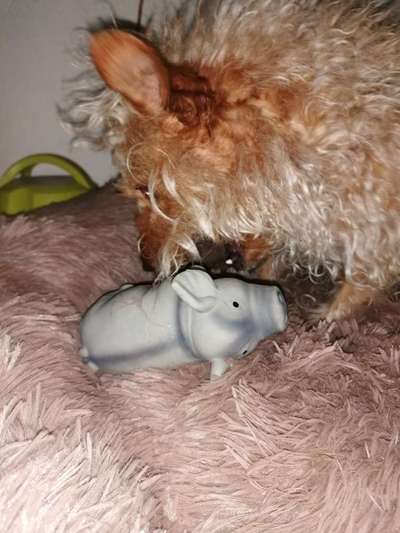 Zeige deinen Schatz mit seinem Lieblingsspielzeug.-Beitrag-Bild