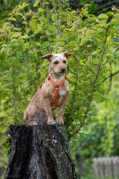 Dogorama Photo Challenge - Mein Holz und ich-Beitrag-Bild