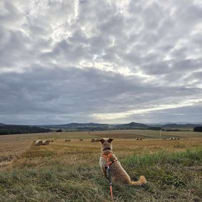 Hundetreffen-Wir suchen nette Hundefreunde die Lust haben mit uns Gassirunde gehen wollen.-Bild