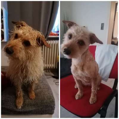 Vor dem Friseur - nach dem Friseur-Beitrag-Bild