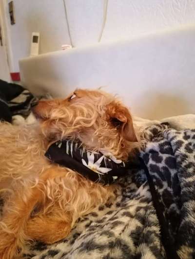 Dogorama Photo Challenge - Festliches Accessoires-Beitrag-Bild