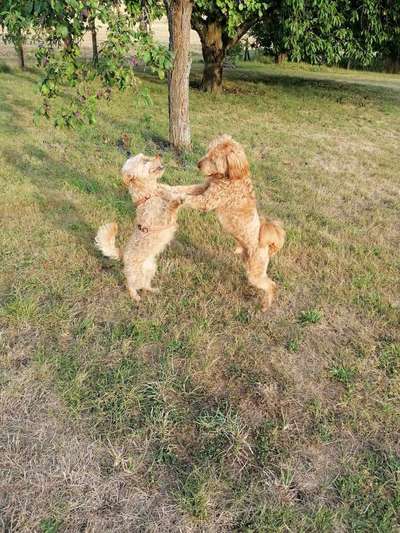 Fotochallenge - fremde Hunde-Beitrag-Bild