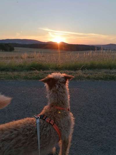 55. Handy Foto Challenge - von hinten, Blick in die Ferne-Beitrag-Bild