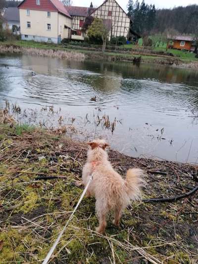 Dogorama Photo Challenge - an der Leine-Beitrag-Bild