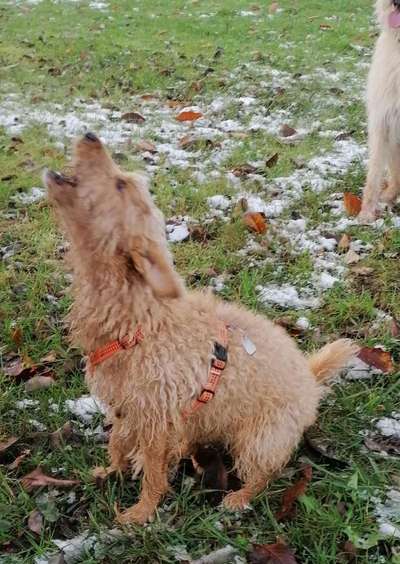 Der Wolf in eurem Hund-Beitrag-Bild