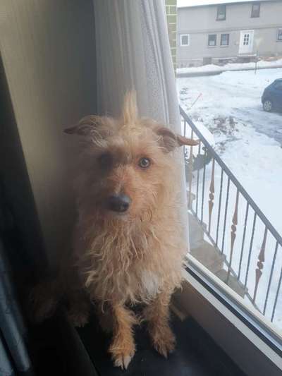 Fotochallenge NR. 123     -Karneval der Tiere--Beitrag-Bild