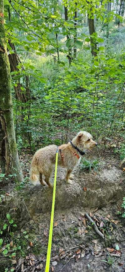 Foto -Challenge  Thema : Dein Hund Im Wald-Beitrag-Bild